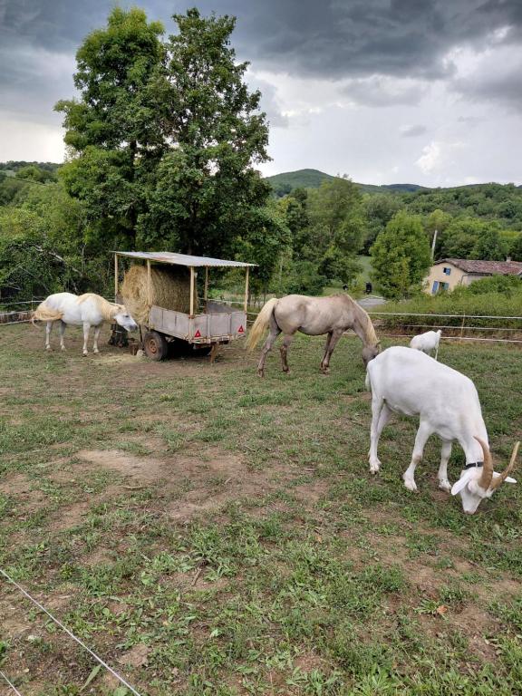 animaux_saint_antonin_noble_val_1
